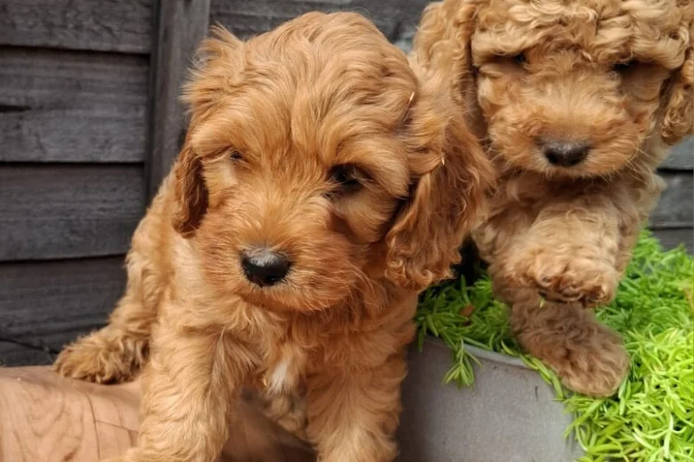 Cavapoo