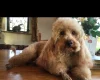 Cavapoo