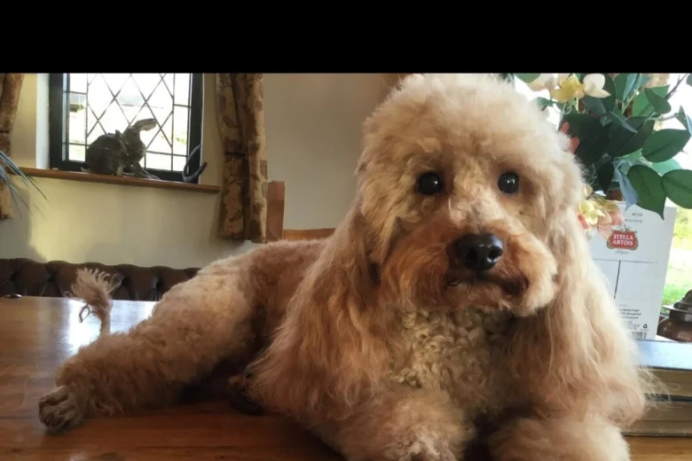 Cavapoo