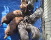 Labradoodle