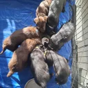 Labradoodle