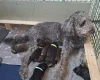 Labradoodle
