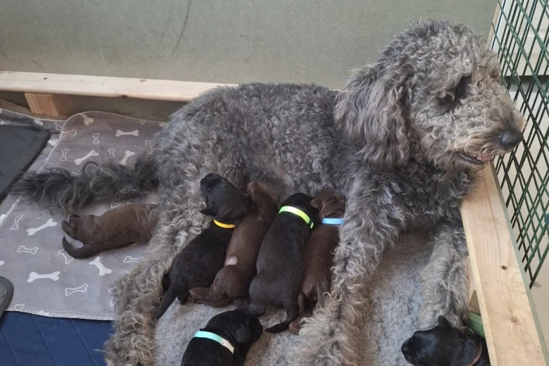 Labradoodle