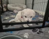 Maltipoo