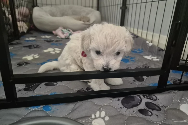 Maltipoo