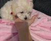 Maltipoo
