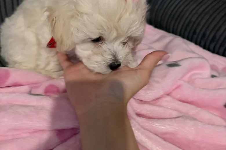 Maltipoo