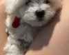 Maltipoo