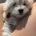 Maltipoo