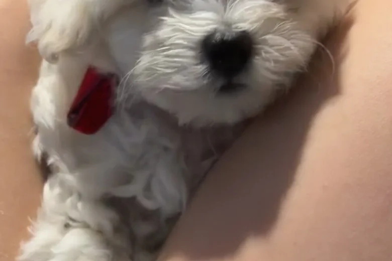 Maltipoo