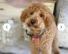 Maltipoo