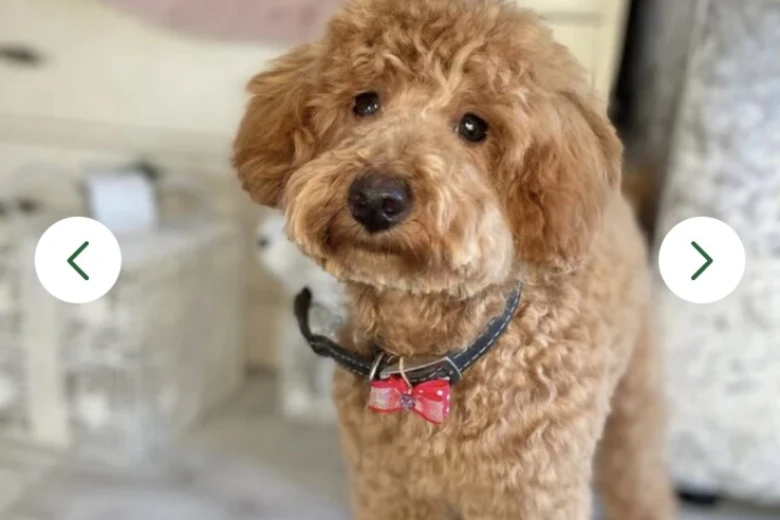 Maltipoo