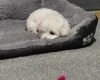 Maltipoo