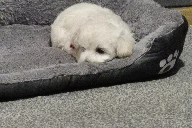 Maltipoo