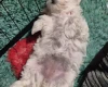 Maltipoo