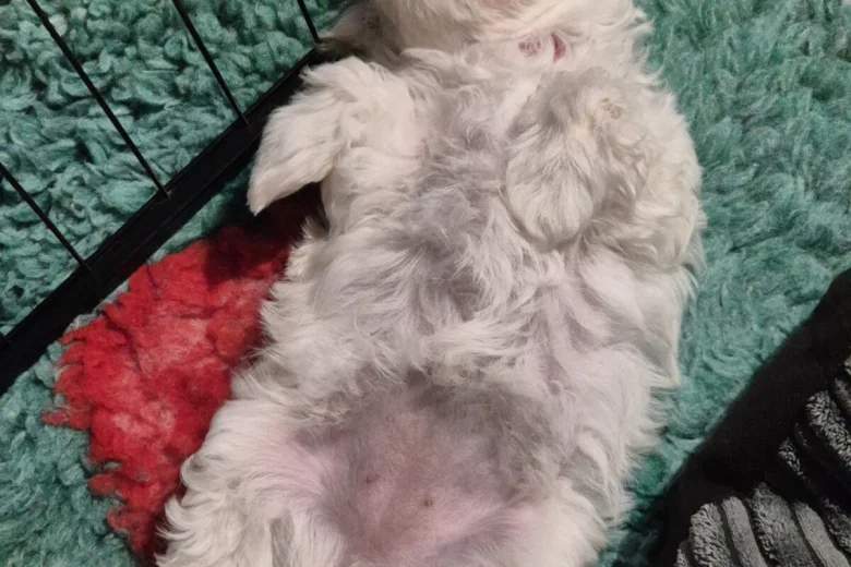 Maltipoo