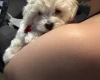 Maltipoo