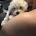 Maltipoo
