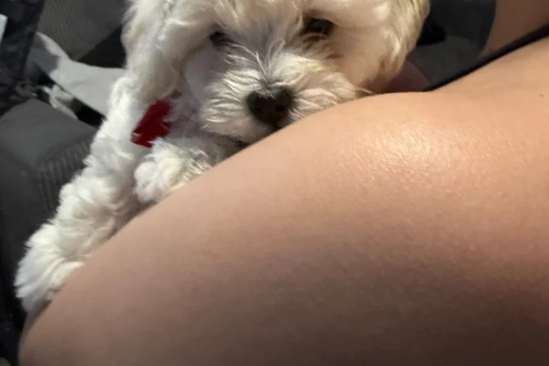 Maltipoo