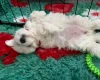 Maltipoo