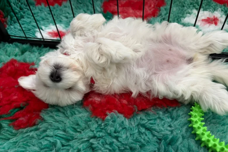 Maltipoo