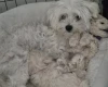 Maltipoo
