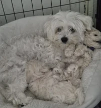 Dam