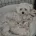 Maltipoo
