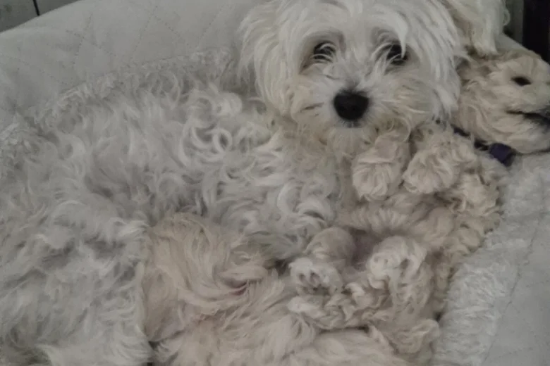 Maltipoo