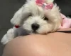 Maltipoo