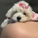 Maltipoo