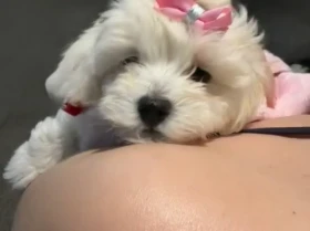Maltipoo