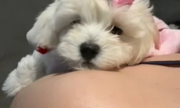 Maltipoo