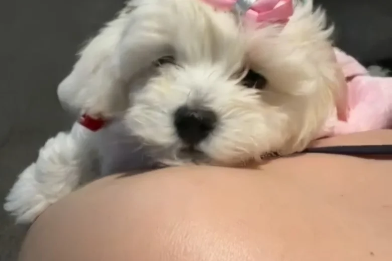 Maltipoo