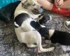 Jack Russell
