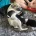Jack Russell