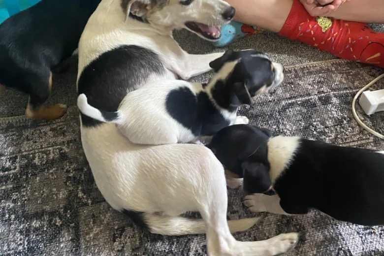 Jack Russell