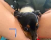 Jack Russell