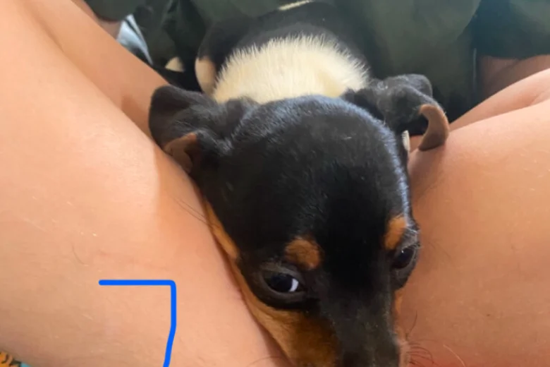 Jack Russell