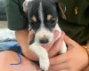Jack Russell