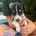 Jack Russell