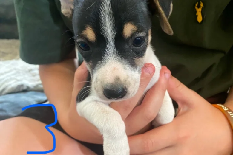Jack Russell