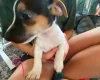 Jack Russell