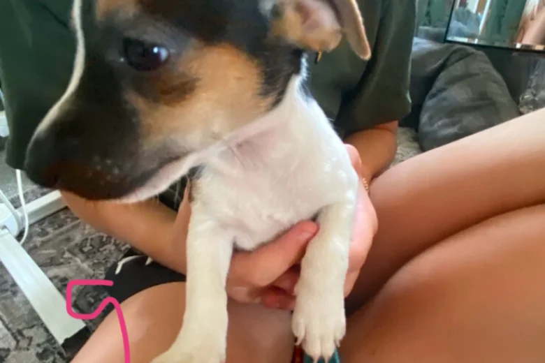 Jack Russell