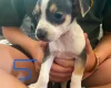 Jack Russell