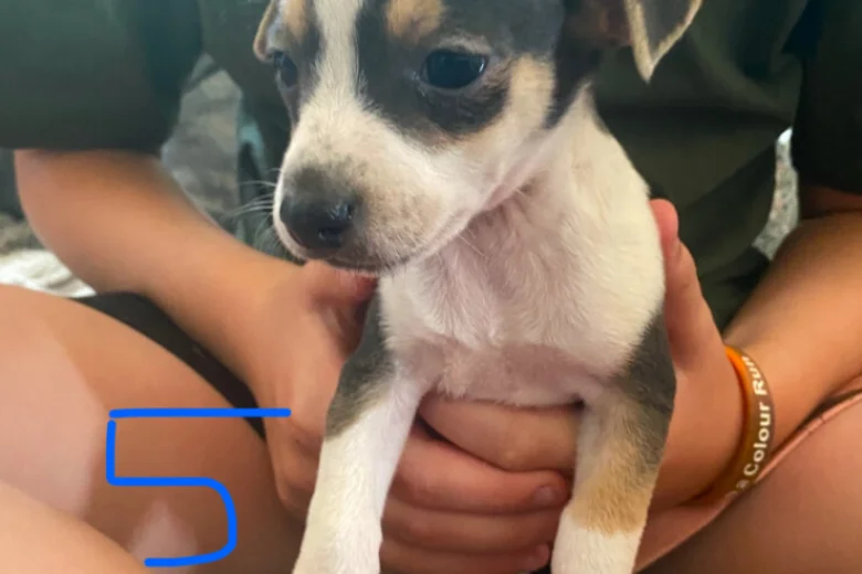 Jack Russell