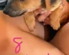 Jack Russell