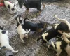 Jack Russell