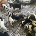 Jack Russell