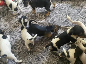 Jack Russell